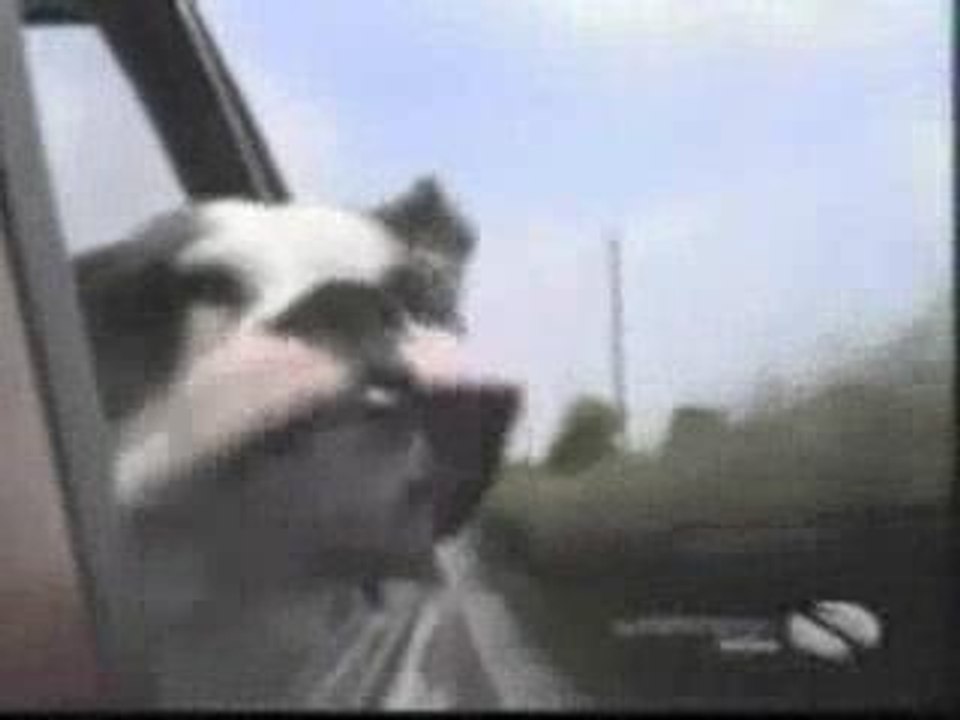 chiens amusants #3 Funny dogs