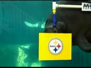 Manatees predict winner of Super Bowl