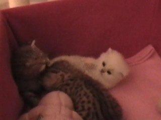 Ghost, Gribouille, Gimli à 24 jours