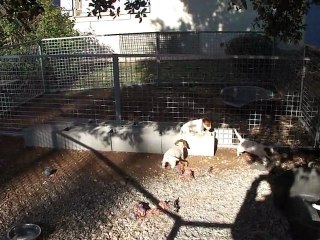 les chiots de Chang-Haï de la Plaine des Oliviers