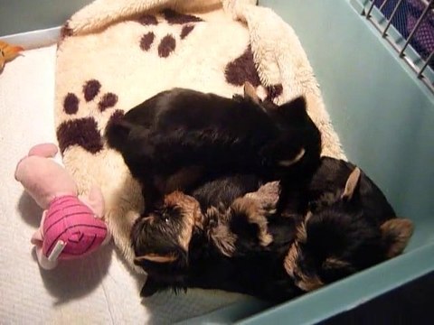 Les petits de Dinozzo & Chanel à 5 semaines