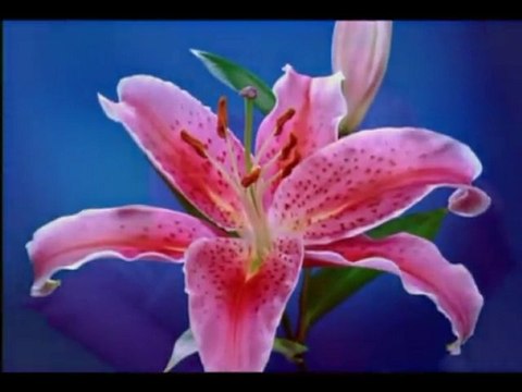 Ahmet Mekki Efendi (r.a)-Muhabbet,itaat,himmet