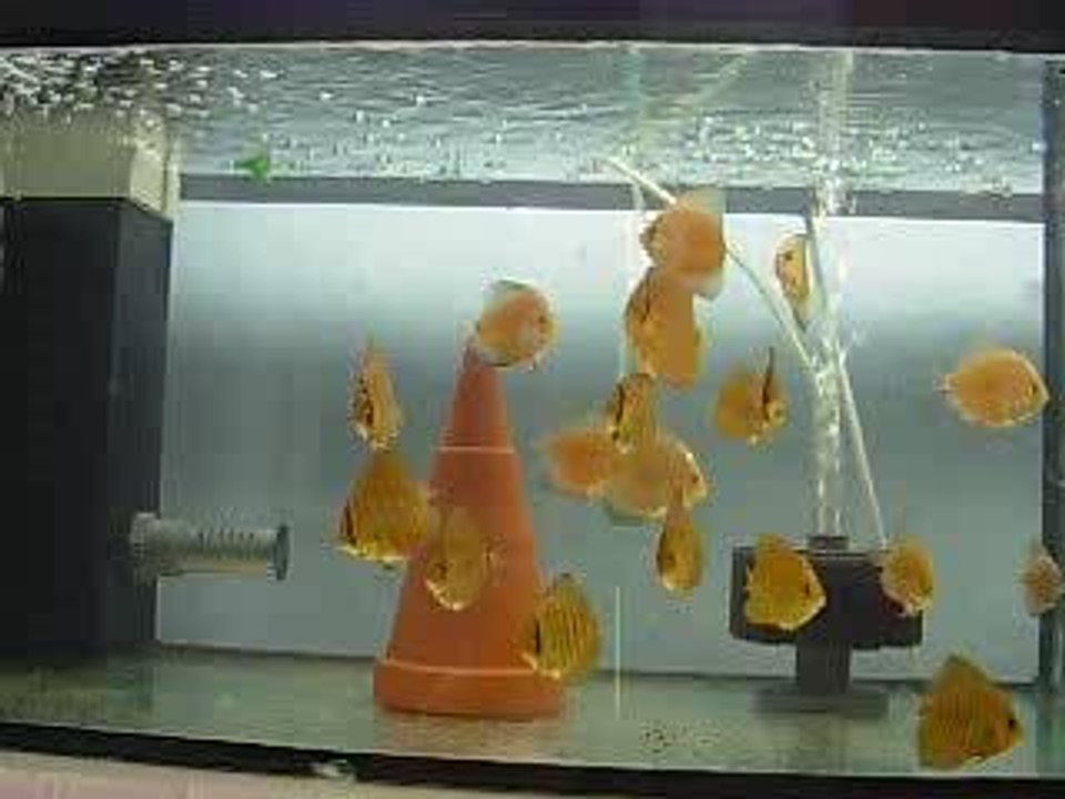 photos 02 aout 2006 025