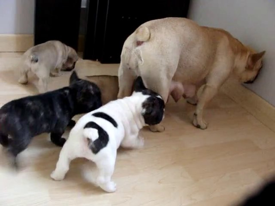 5 semaines (Goliath au début)