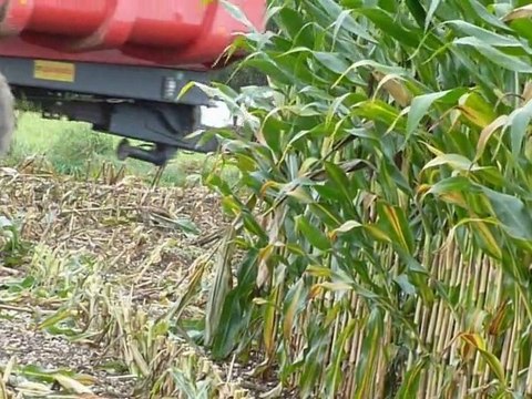 Ensilage maïs 2010 (n°1) - Maïs silage 2010 (n°1)