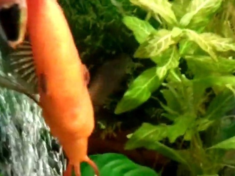 Vidéo0009