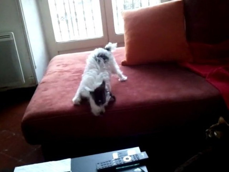 Fendhi, une chienne bizarre...