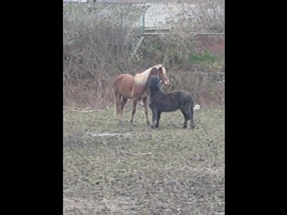 Kaizer et cherocky qui jouent :)