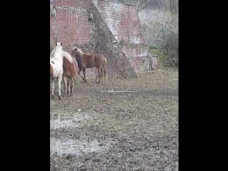 Kaizer et cherocky qui jouent :) (2)