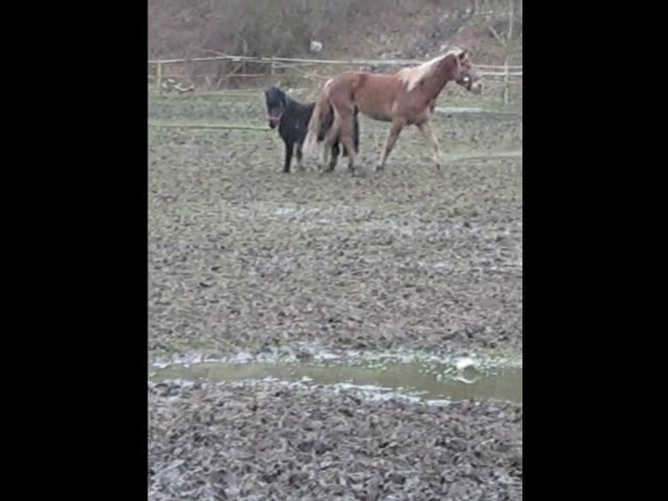 Kaizer et cherocky qui jouent :) (3)