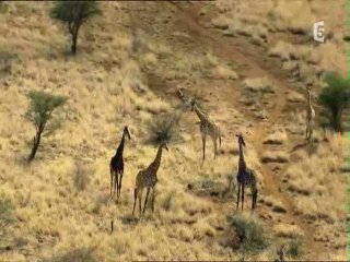 Lionnes sachant chasser (2)