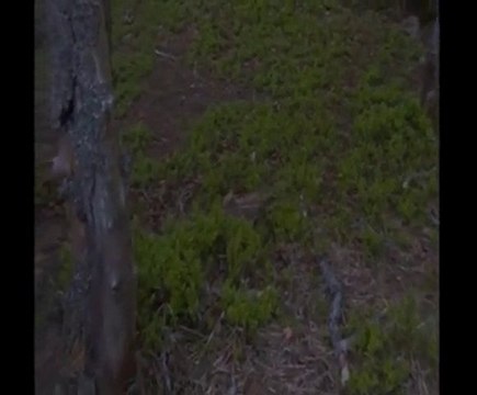 Ardennes animaux, les trois p'tits cochons Blakvswild