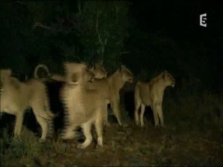 Lionnes sachant chasser (3 et fin)