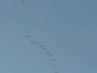passage de grues dans la brenne