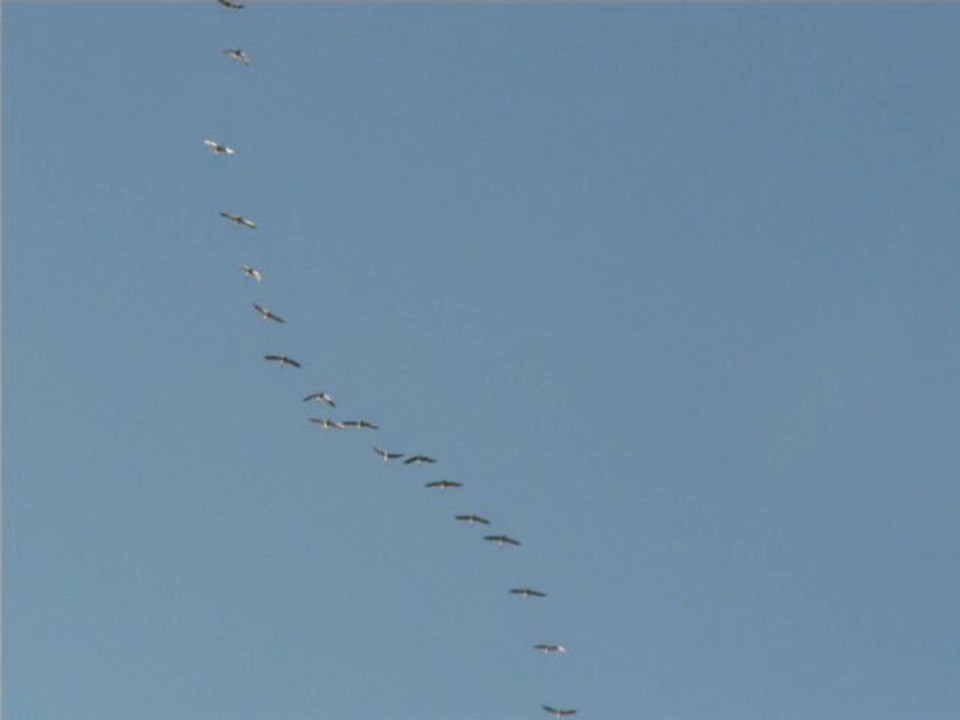 passage de grues dans la brenne