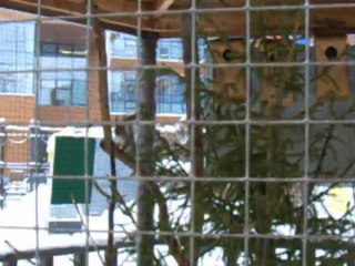 L'écureuil dans le carreau