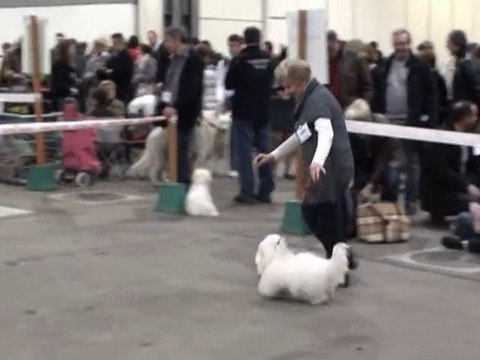 Troyes 2011 Inter femelles