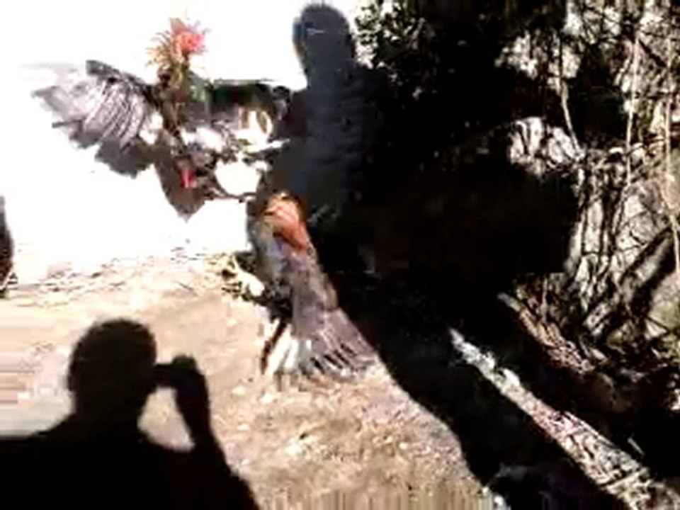 video-2011-02-05-14-21-05