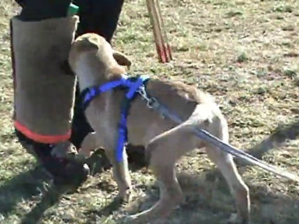 C'Luzifer - 11 Wochen