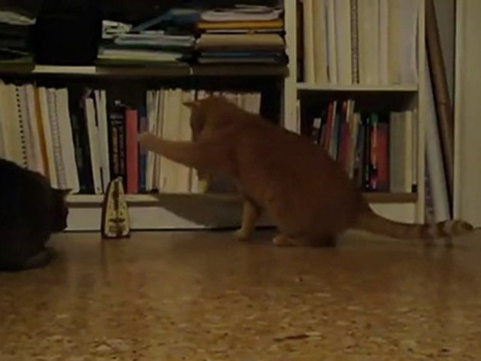 Gatto VS metronomo