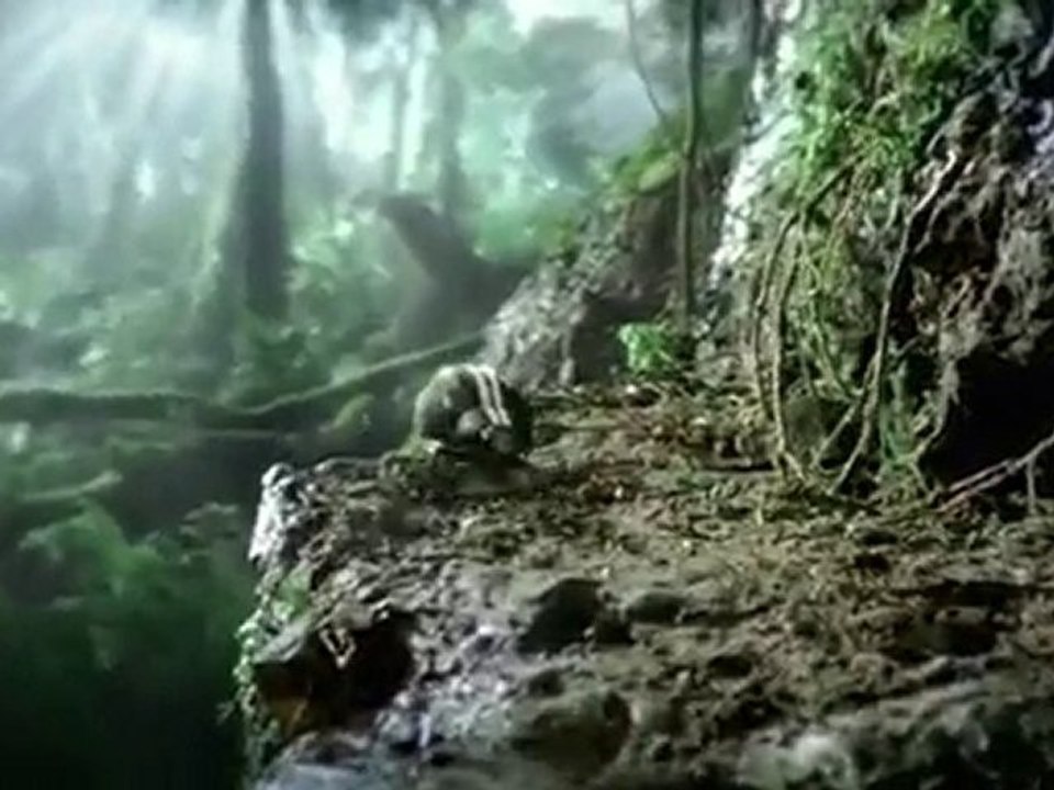 Volkswagen black beetle