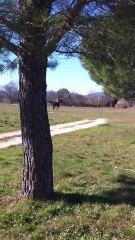 Port Pactole Java Saut de volée Le pouget 2011