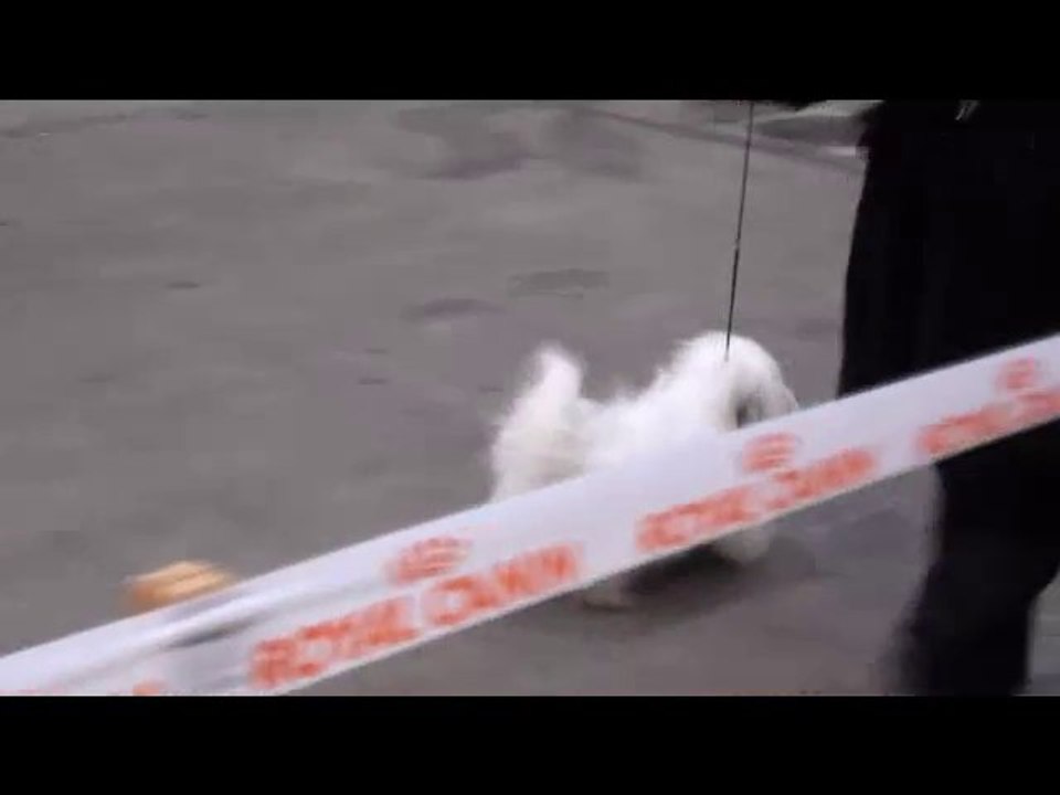 Troyes 2011 Champion mâles