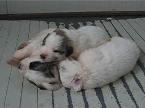 CHIOTS MONTAGNE DES PYRENEES A RESERVER DE BEROYE x CONDOR