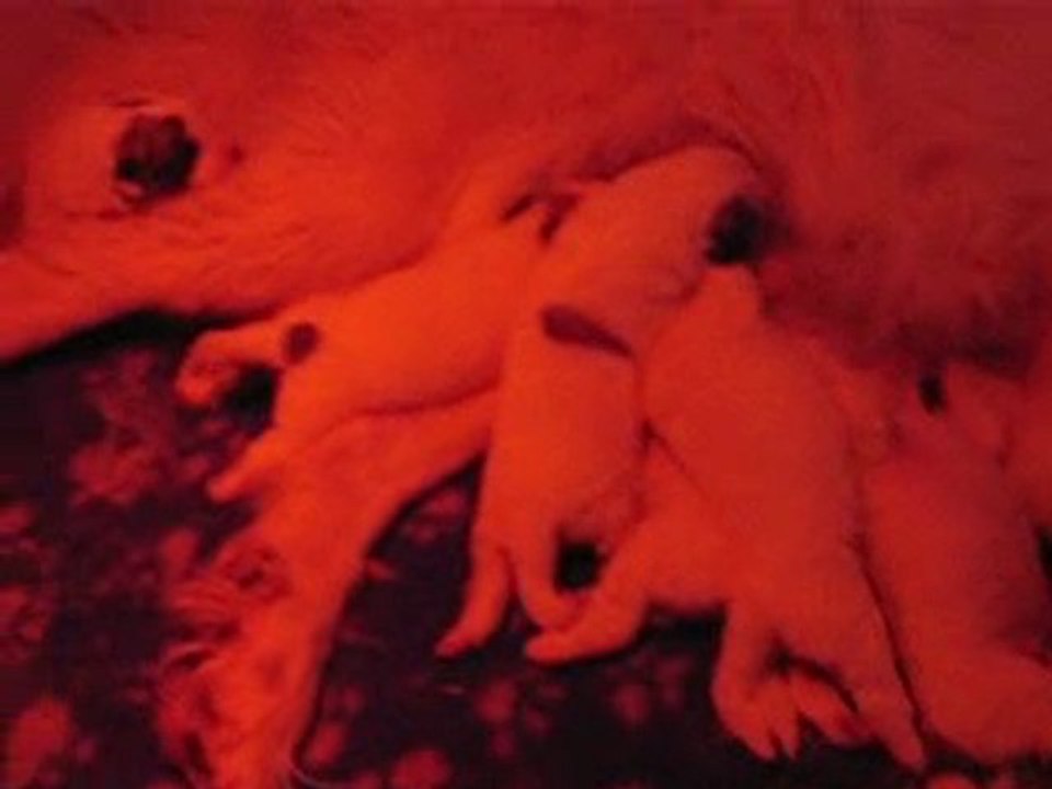 CHIOTS MONTAGNE DES PYRENEES A RESERVER DE CARIAD x CONDOR