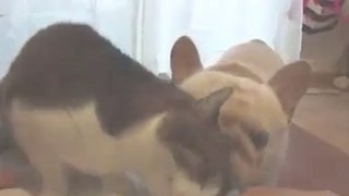 Bulldog francese scambia gatto per un lecca lecca