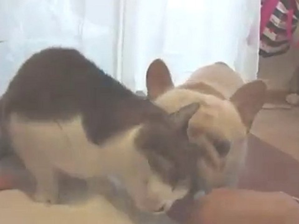 Bulldog francese scambia gatto per un lecca lecca