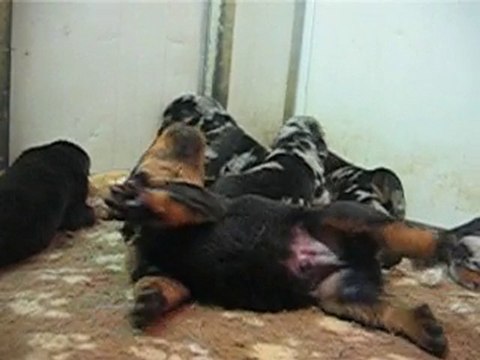 CHIOTS BERGER DE BEAUCE BEAUCERON BAS-ROUGE OU ARLEQUIN A RE