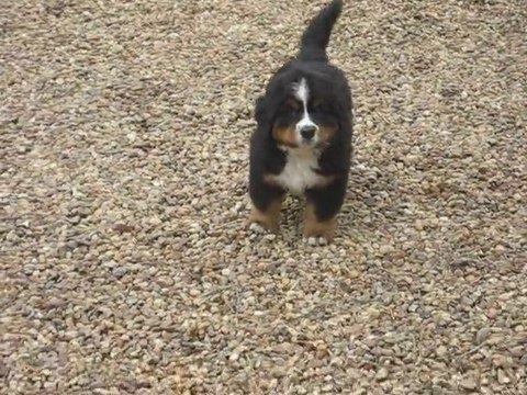 Portée décembre 2010 Domyodji x Ebichu - FALCO 7 semaines