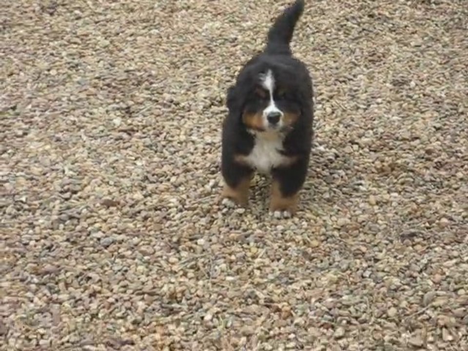 Portée décembre 2010 Domyodji x Ebichu - FALCO 7 semaines