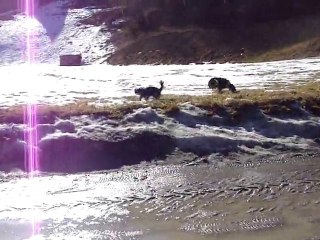 balade avec mes chiens