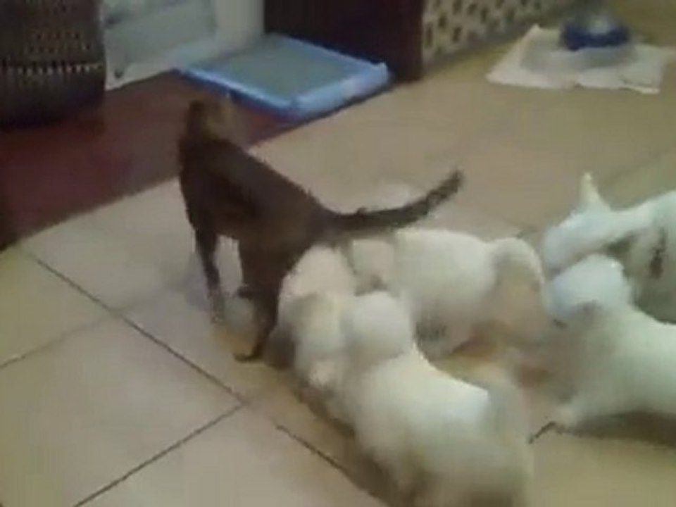 chiots VS un chaton