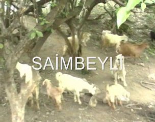 SAANEM KEÇİ SAİMBEYLİ AHMET KAYTANCI