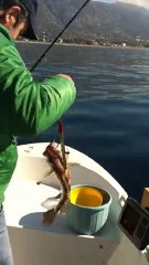 alanya jigging minik orfoz avı
