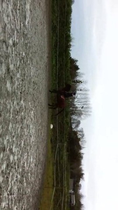 Polly 2