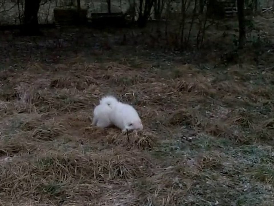 Okami dans l'herbe givrée