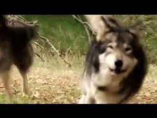 Wolf Town - Sales Trailer