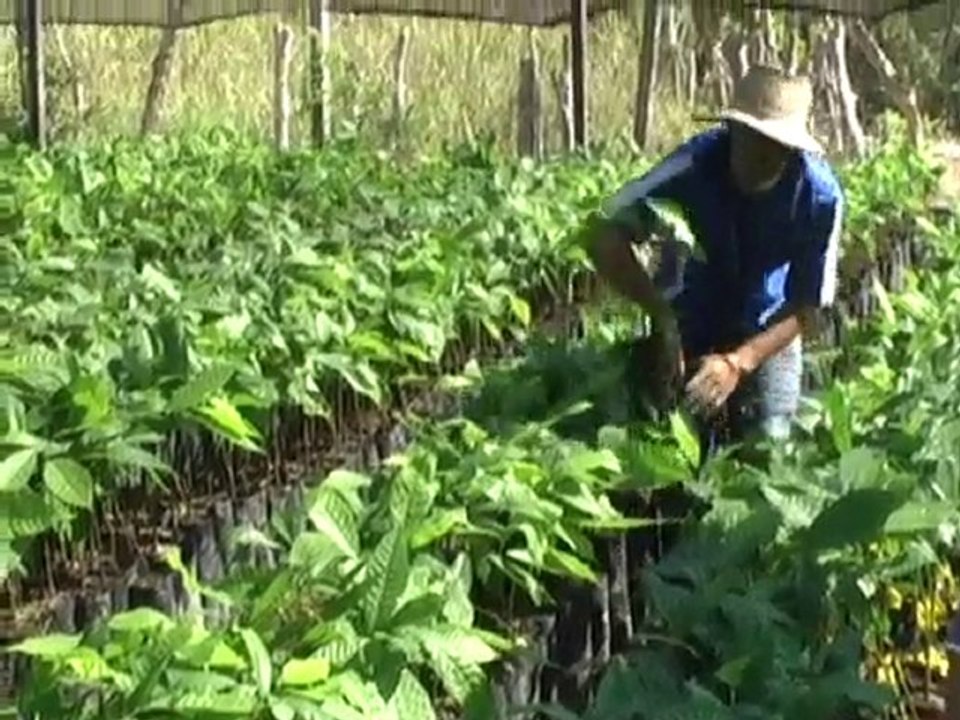 Cacao de Colombia para el mundo