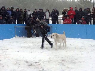 Изображение 088 Топазззззз