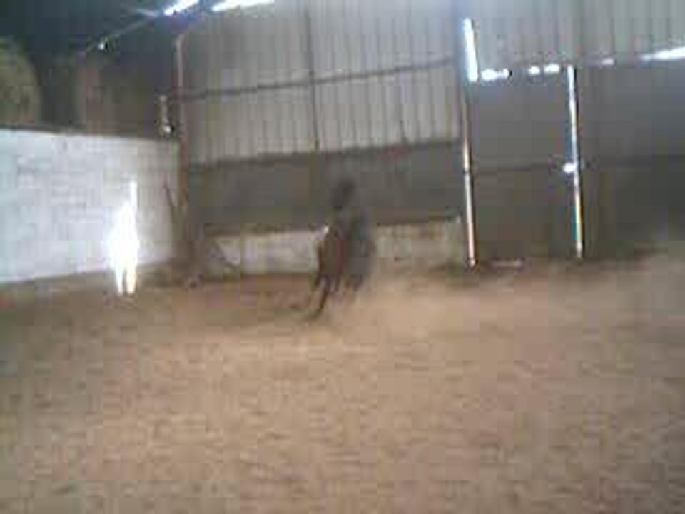 rajka oxer
