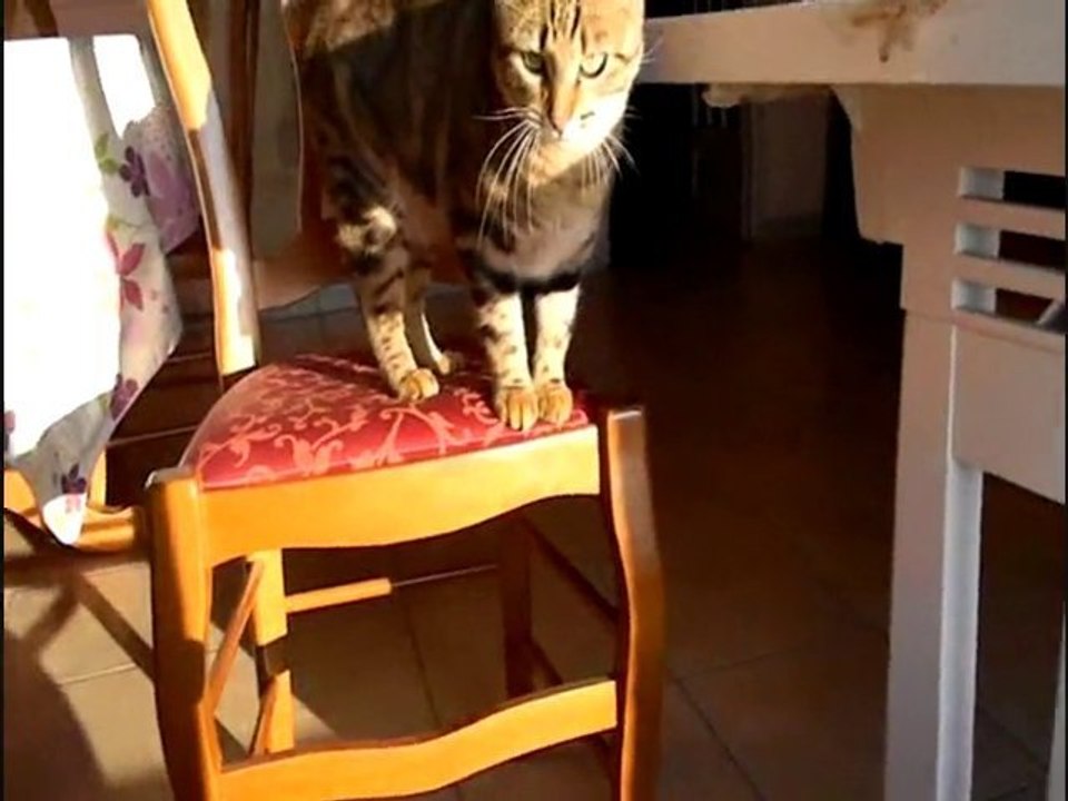 Les petits tours de Pitou