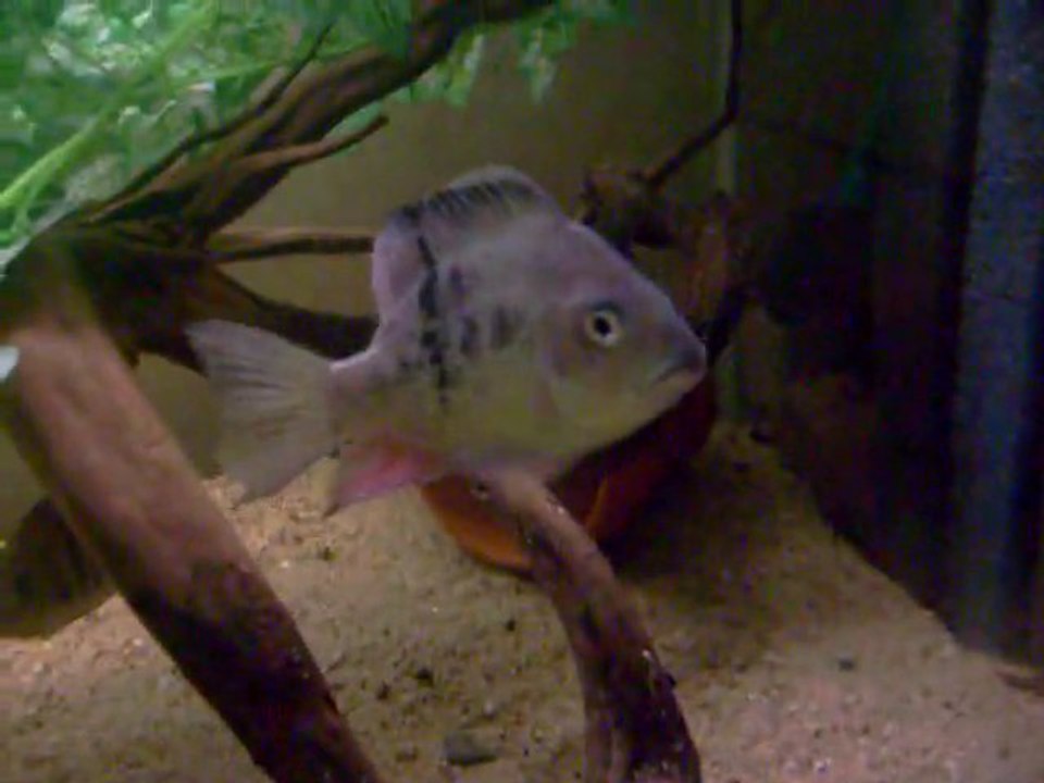 Ptychochromis oligacanthus Bempazava, Nosy Be