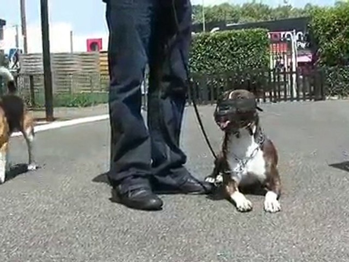 D S D E Dressage Chien