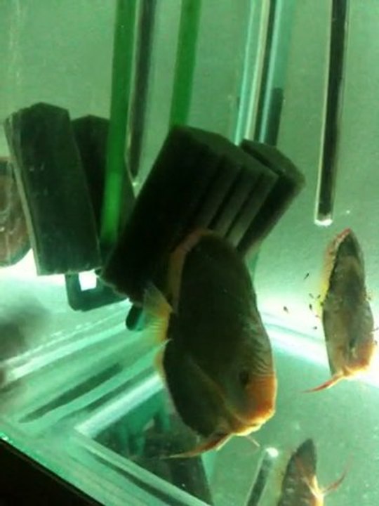 alenguer snake skin çift