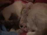 naissance chatons d'eden 1