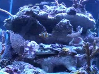 Sud Betta club à la bourse d'Antibe 2011.